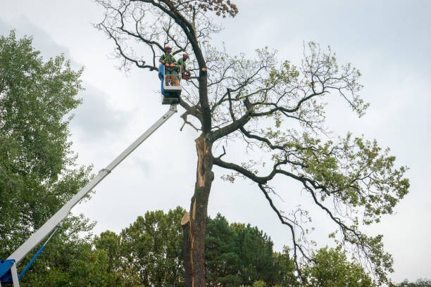 Best Arborist Consultation Services  in Pinetop Lakeside, AZ